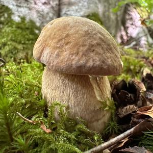 Summer Bolete