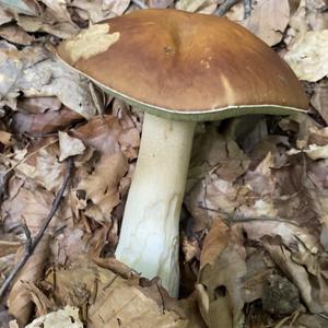Summer Bolete