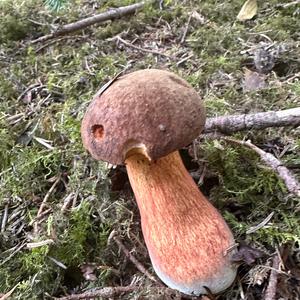 Dotted-stem Bolete