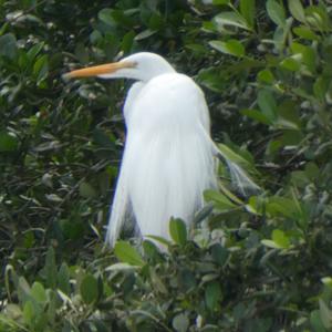 Unknown Species