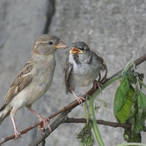 House Sparrow