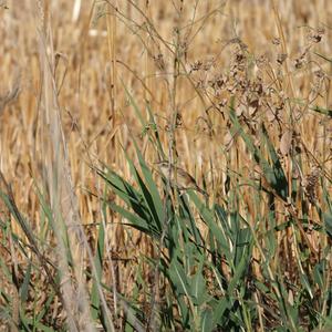 Zitting Cisticola