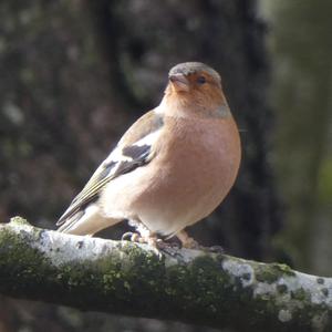 Eurasian Chaffinch