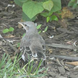 Unknown Species