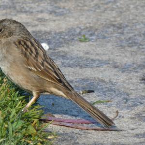 Unknown Species