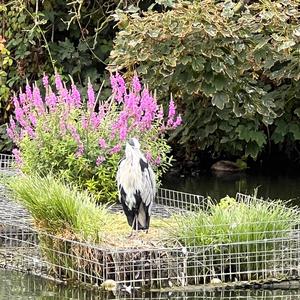 Unknown Species