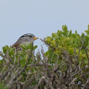 Unknown Species