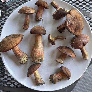 Unknown Species