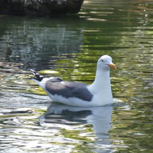 Unknown Species