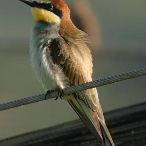 European Bee-eater