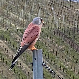 Common Kestrel