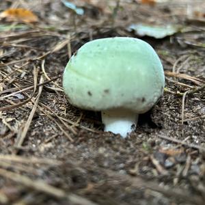 Gefelderter Grüntäubling