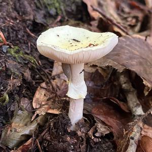 Gelber Knollenblätterpilz