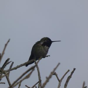 Unknown Species