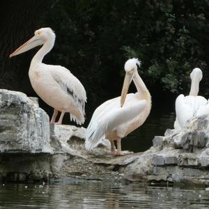 Unknown Species