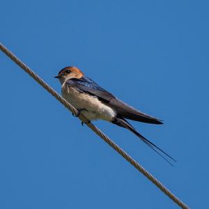 Red-rumped Swallow