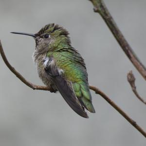 Unknown Species