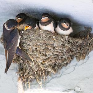 Barn Swallow