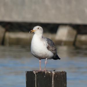 Unknown Species