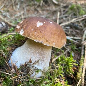 King Bolete