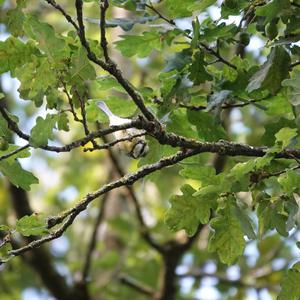 Blue Tit