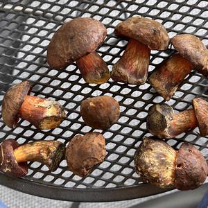 Dotted-stem Bolete
