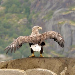 White-tailed Eagle