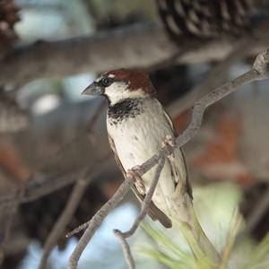 House Sparrow