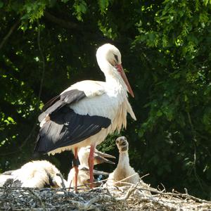 White Stork