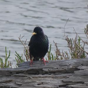 Common Starling