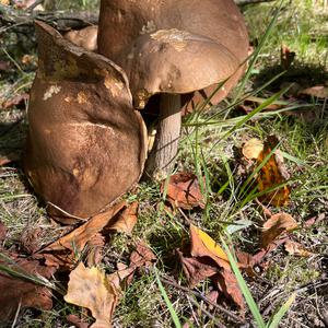 Unknown Species