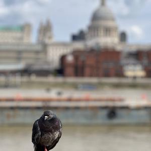 Rock Pigeon