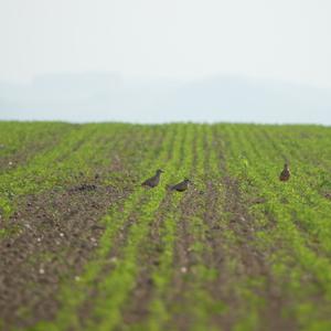 Eurasian Dotterel