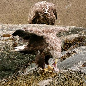 White-tailed Eagle