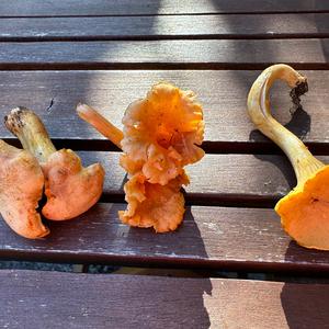 Chanterelle, Common