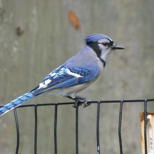 Unknown Species