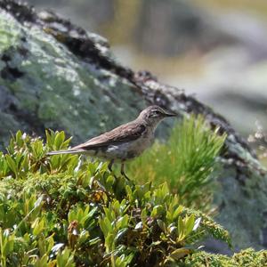 Water Pipit