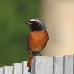 Gartenrotschwanz