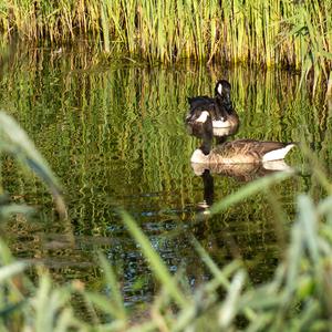 Canada Goose