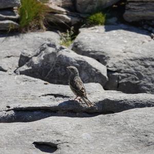 Alpine Accentor