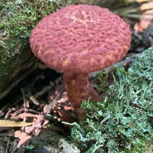 Western Painted Suillus