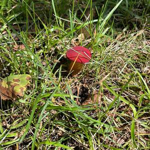 Unknown Species