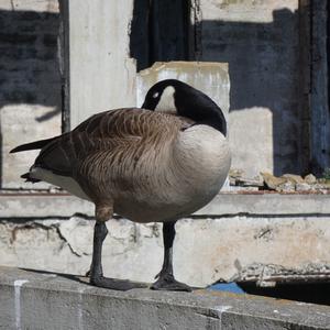 Canada Goose