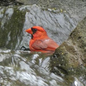 Unknown Species