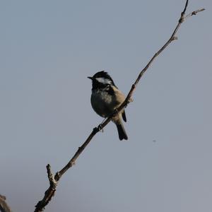 Coal Tit