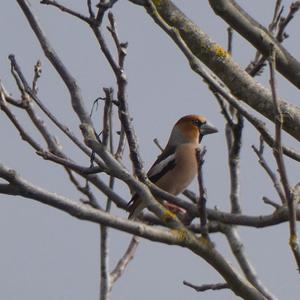 Hawfinch