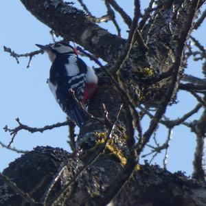 Great Spotted Woodpecker
