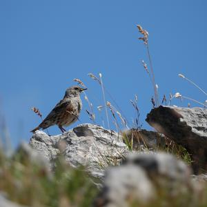Alpine Accentor