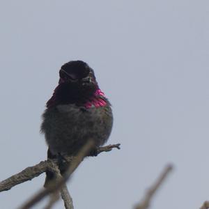Unknown Species