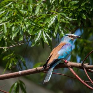 European Roller